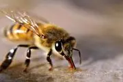 فواید زهر زنبور عسل  در درمان بیماری‌ها