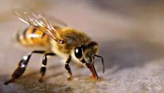 فواید زهر زنبور عسل  در درمان بیماری‌ها