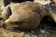 
فاجعه مرگ عقاب‌های صحرایی در اراک
