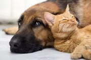 کشتن بی دلیل حیوانات جرم است