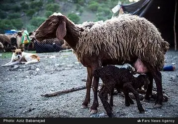 کوچ عشایر