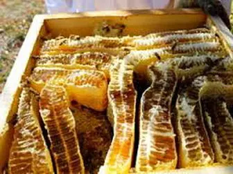 
تولید سالانه 1500 تن عسل در لرستان
