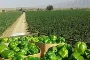 وقتی فلفل دلمه‌ای کام کشاورزان کواری را تند کرد