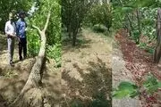 گردوی شهرطلای سبز را باد برد