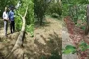 گردوی شهرطلای سبز را باد برد