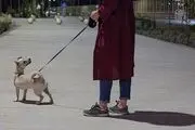 سگ گردانی پدیده نوظهور این روزها