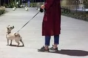 ممنوعیت سگ‌گردانی در بوستان ها مطابق مقررات جاری کشور