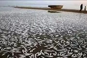 
تالاب هامون، قبرستان میلیون‌ها ماهی!
