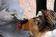 شیوع بیماری آنفولانزای پرندگان در 11 استان کشور
