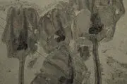 فسیل جانداری به شکل گل لاله کشف شد