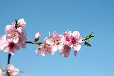 گل