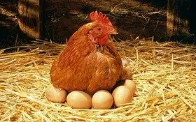 چرا انسان‌ها تخم‌گذار نیستند؟