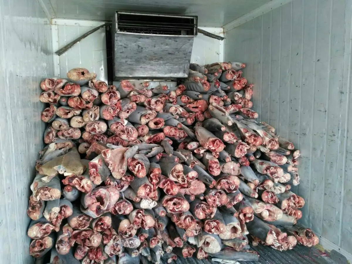 کشف 900 کوسه ماهی قاچاق در عسلویه از یک کامیون یخچال دار