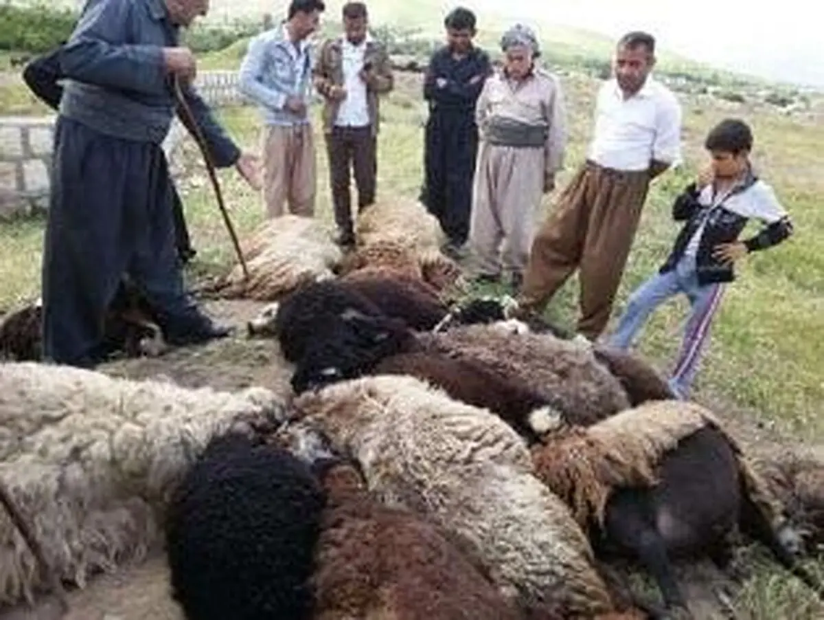تلف شدن 40 راس گوسفند در محور پیرانشهر - نقده 