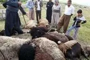 تلف شدن 40 راس گوسفند در محور پیرانشهر - نقده 