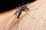 چابهار قرق در پشه‌های آلوده تب دنگی