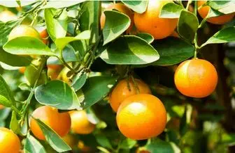 هشدارهایی درمورد مصرف نارنج