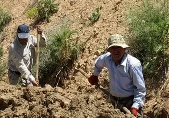  کشاورزان برای دریافت تسهیلات کشاورزی کشت پاییزی اقدام کنند 