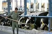 آخرین ضربه واردات بر تن نیمه‌جان دامداری‌ها