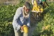 برداشت ثمره تلاش کشاورزان با دستان دلالان