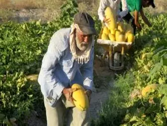 برداشت ثمره تلاش کشاورزان با دستان دلالان