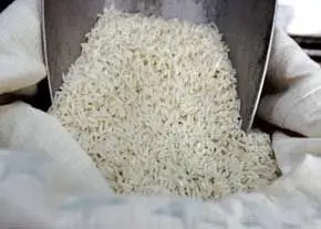 تداوم ورود برنجهای آلوده