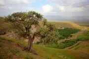 دعوت از شهروندان دلیجانی برای غرس نهال در آستانه سال جدید