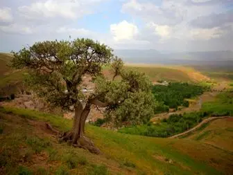 دعوت از شهروندان دلیجانی برای غرس نهال در آستانه سال جدید