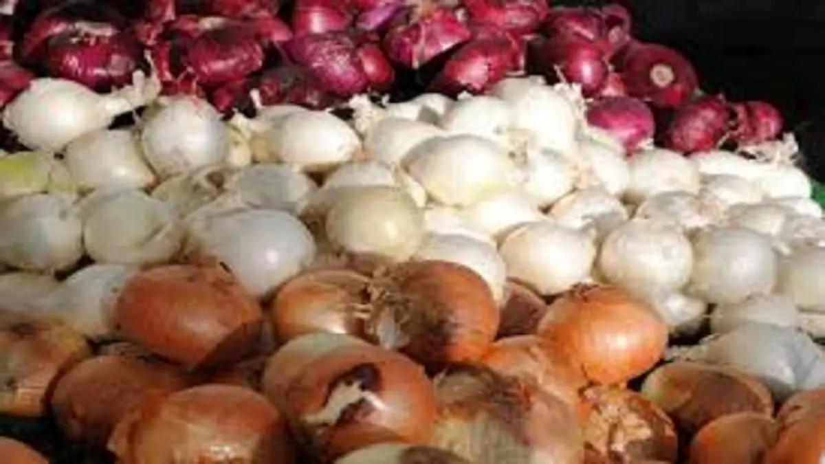 پیاز ارزان می شود