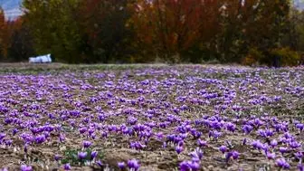 حداقل و حداکثر قیمت طلای سرخ اعلام شد
