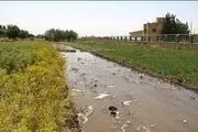 کمک کرونا به محیط زیست+ جزئیات