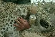 پایان پروژه قلاده‌گذاری پلنگ