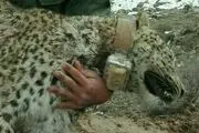 پایان پروژه قلاده‌گذاری پلنگ