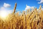 سال آینده از واردات گندم بی‌نیاز می‌شویم
