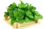 خواص باور نکردنی نعناع