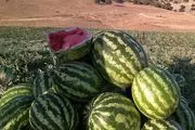 هندوانه در آستانه ماه رمضان گران شد 