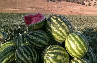 علت برگشت خوردن هندوانه ایرانی از عمان مشخص شد؟
