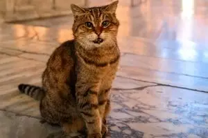 گربه‌ای که مهمان ناخوانده پخش زنده تلویزیونی شد /فیلم