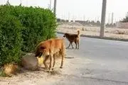 بی رحمی با یک سگ در جاده اشتهارد+عکس