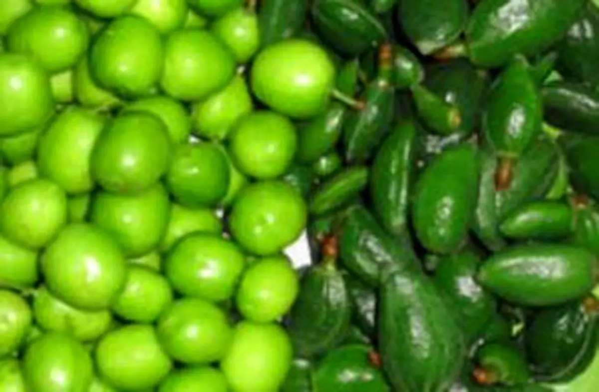 قبل از خوردن نوبرانههای بهاری بخوانید