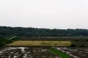 آغاز کاشت برنج در پارس آبادمغان