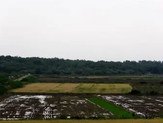 آغاز کاشت برنج در پارس آبادمغان