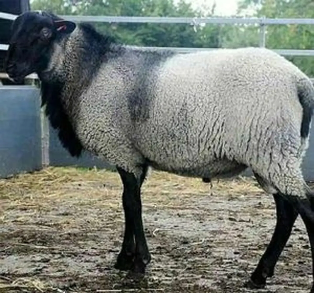 قیمت دام زنده،گوشت و مرغ امروز ۱۶ اسفند ۱۴۰۲