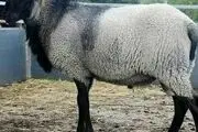 قیمت دام زنده،گوشت و مرغ امروز ۱۶ اسفند ۱۴۰۲

