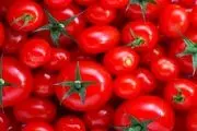 کاهشی در تولید گوجه فرنگی نداریم
