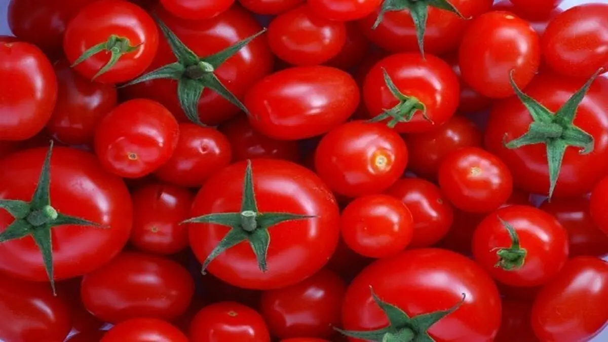 کاهشی در تولید گوجه فرنگی نداریم
