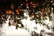 میزان خسارت سرمازدگی به پرتقال و کیوی