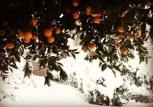 میزان خسارت سرمازدگی به پرتقال و کیوی