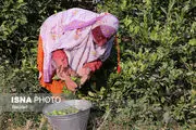
شهر لیموی ایران این روزها معطر است
