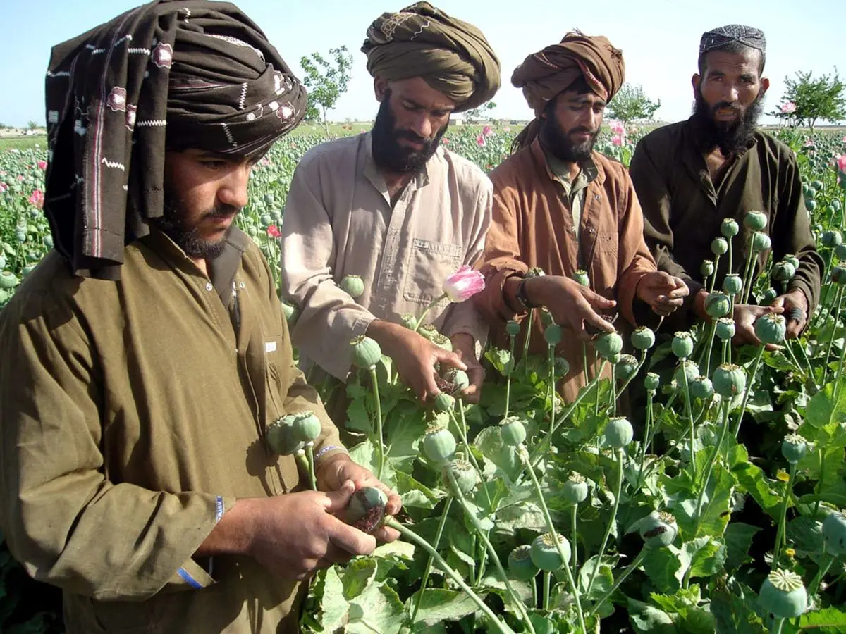 ببینید| کشت تریاک توسط طالبان در نزدیکی مرزهای ایران؟